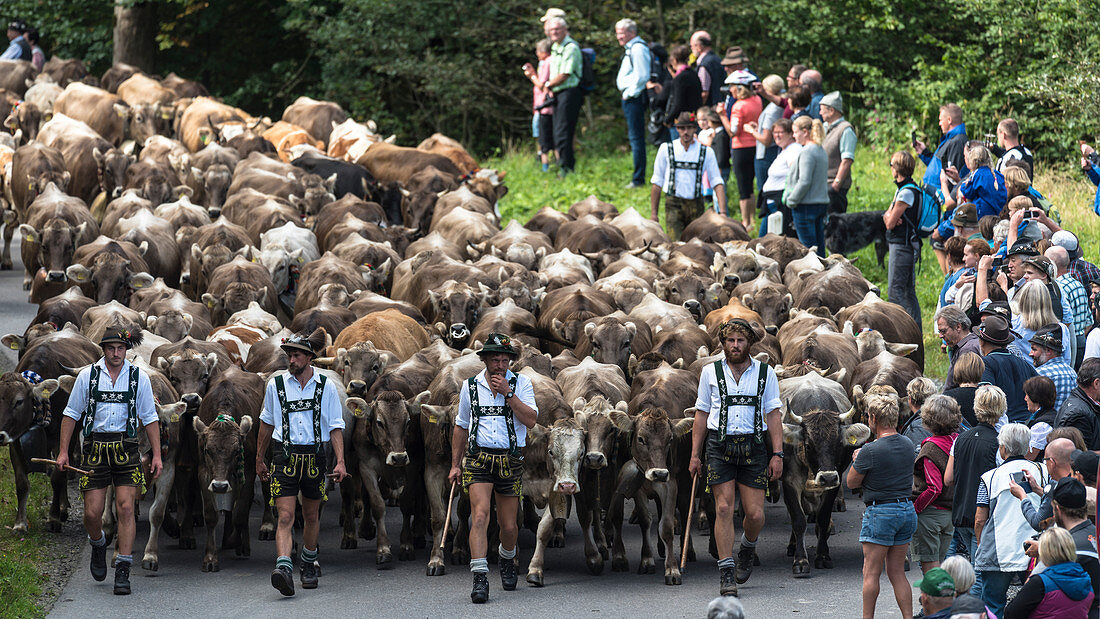 Traditional herdsmen and cows with cowbells run in the herd on forested mountain roads. Germany, Bavaria, Oberallgäu, Oberstdorf