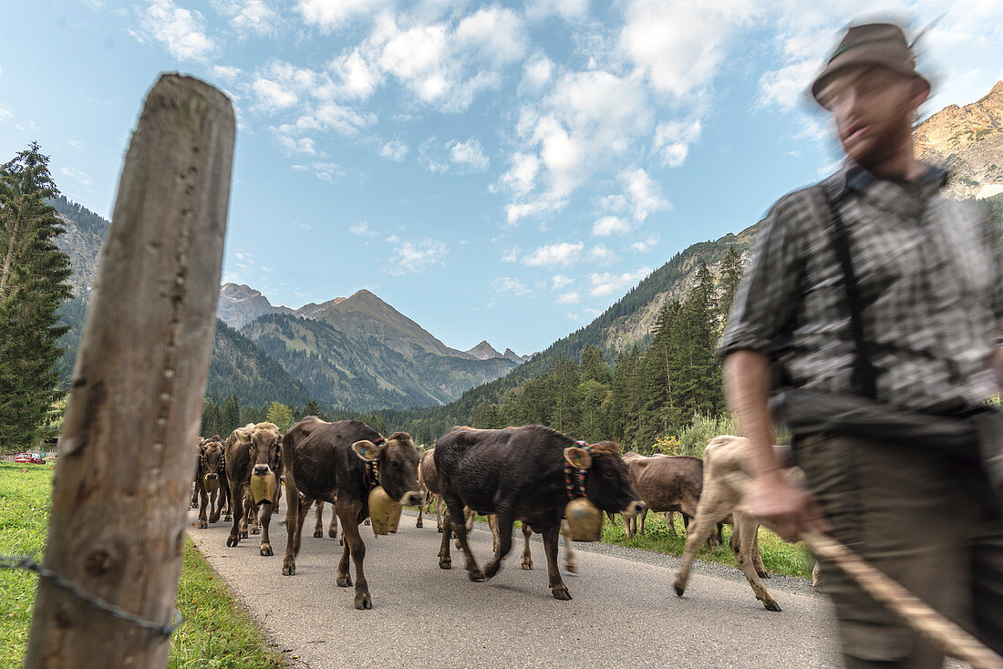 Hirte und Kühe laufen in der Herde mit Kuhglocken aus den Bergen über Strassen und Pässel, Deutschland, Bayern, Oberallgäu, Oberstdorf