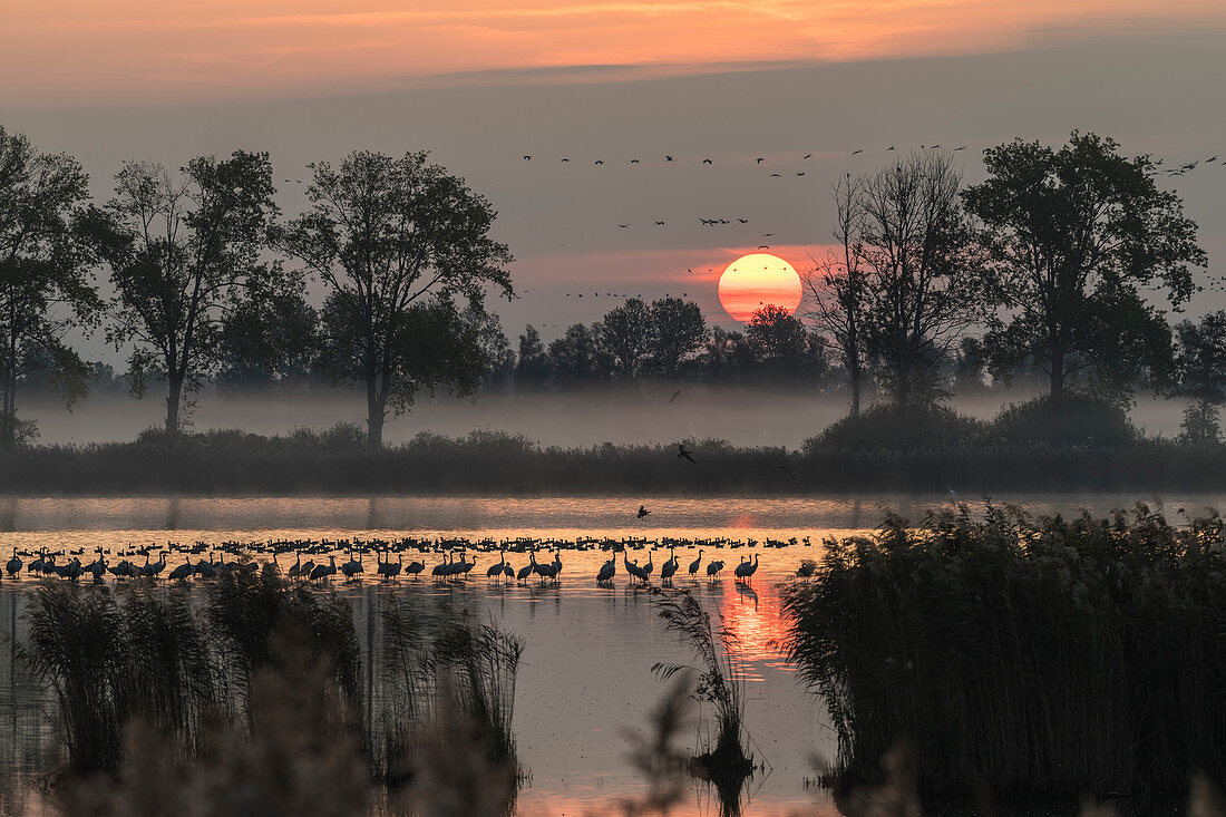 Cranes and wild geese at their sleeping place in a pond with sunrise, red sky and red water reflection in the background and reed belt in the foreground, Germany, Brandenburg, Neuruppin
