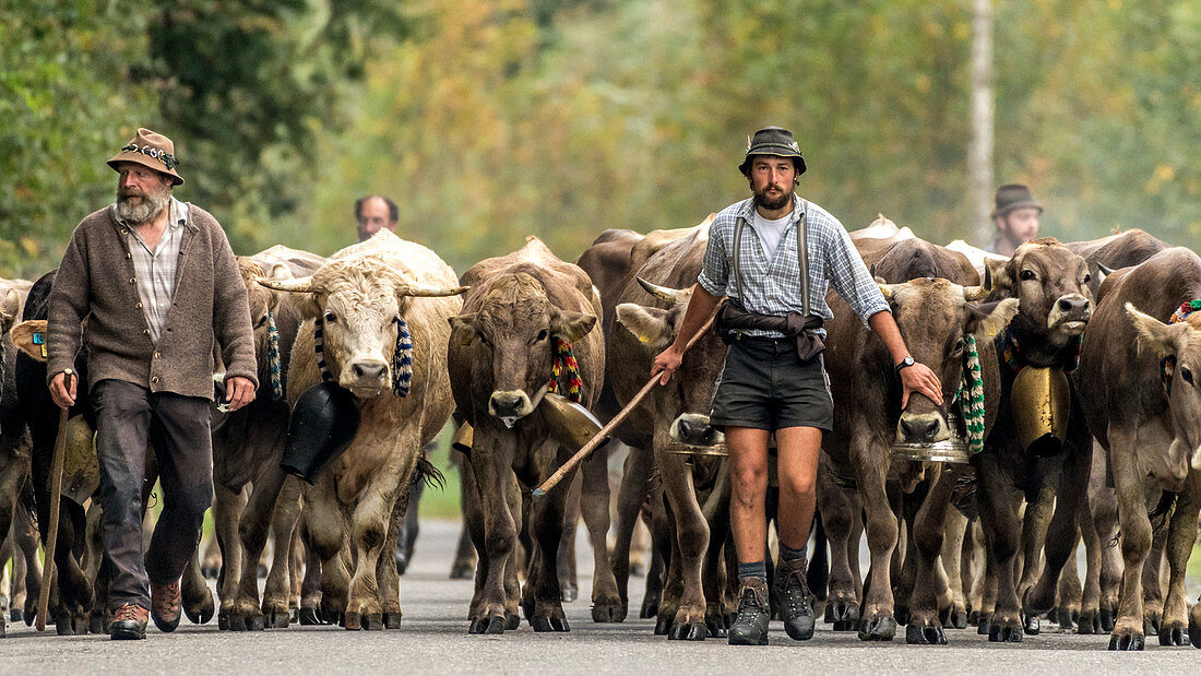Shepherds and cows with cowbells run in the herd on forested roads in the mountains. Germany, Bavaria, Oberallgäu, Oberstdorf