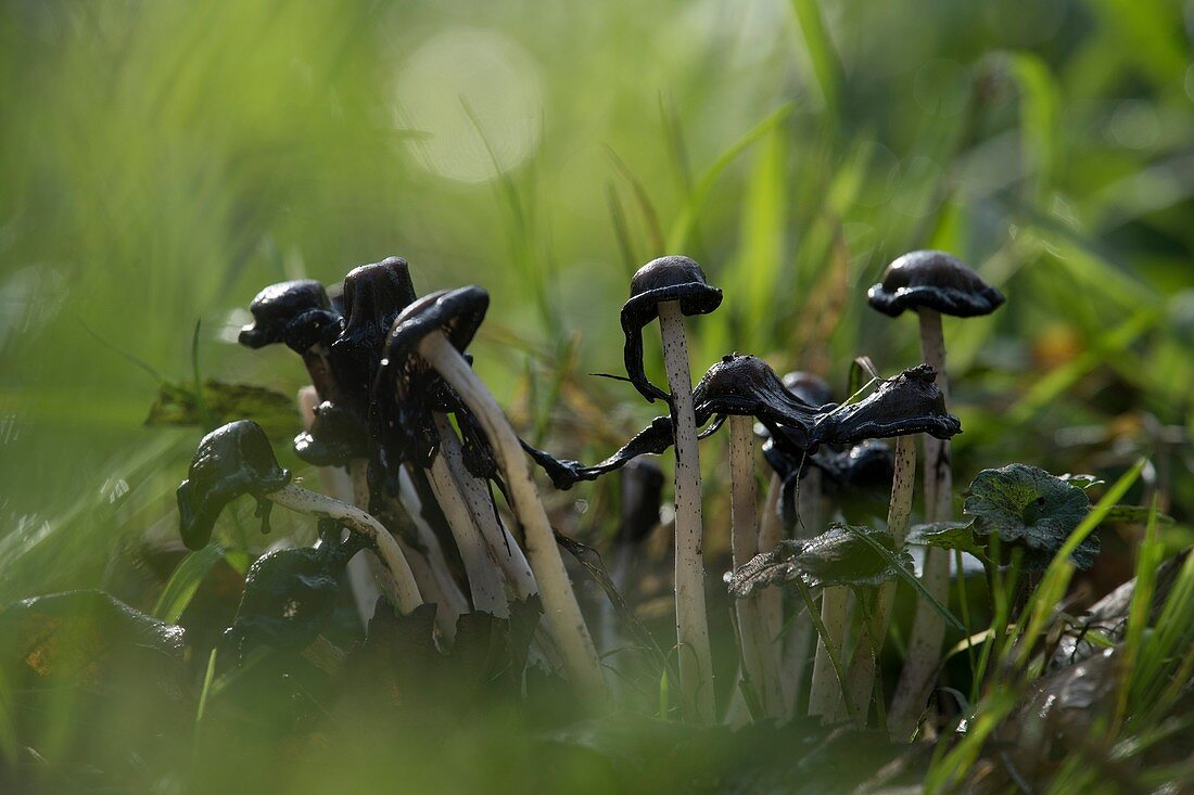 Zerfließende Tintlinge Pilze auf einer Wildwiese aus der Froschperspektive, Deutschland, Brandenburg, Spreewald