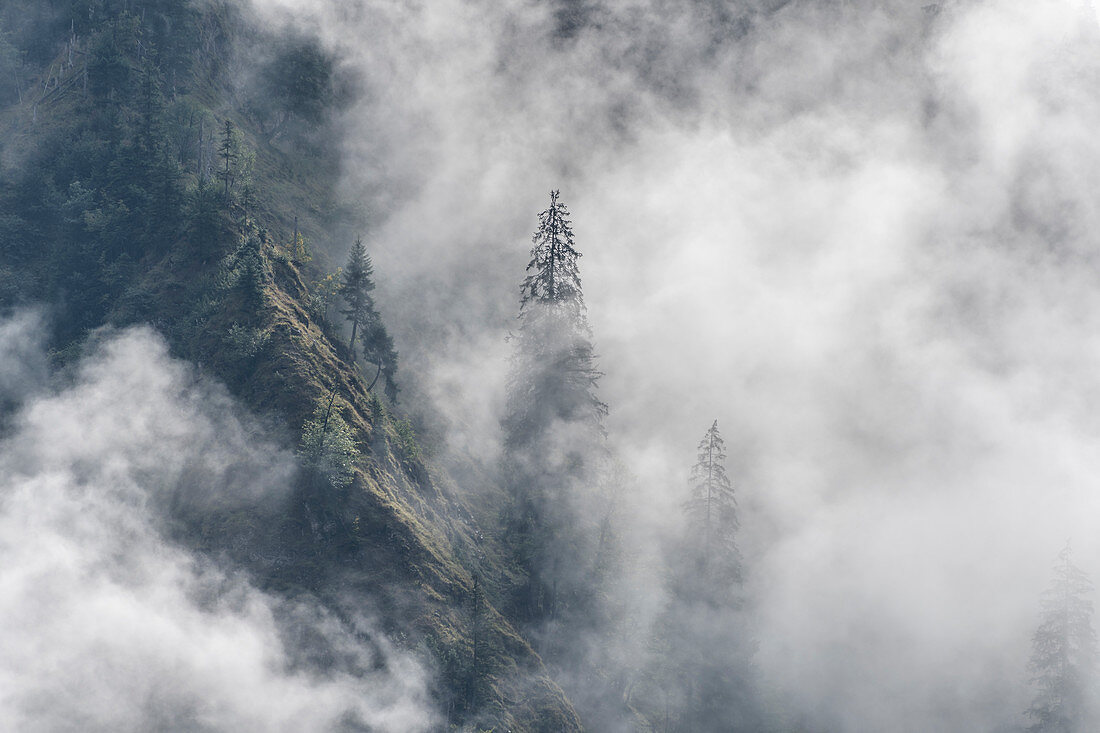 Dramatic mountain landscape with fog formations on the forested mountain slope in autumn, Germany, Bavaria, Oberstdorf