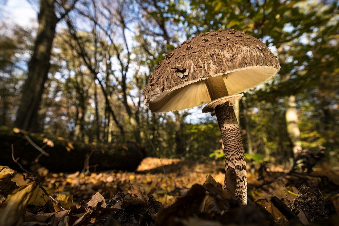 Umbrella mushroom under beech trees in autumnal deciduous beech grove in sunset from a low angle perspective, Germany, Brandenburg, Spreewald