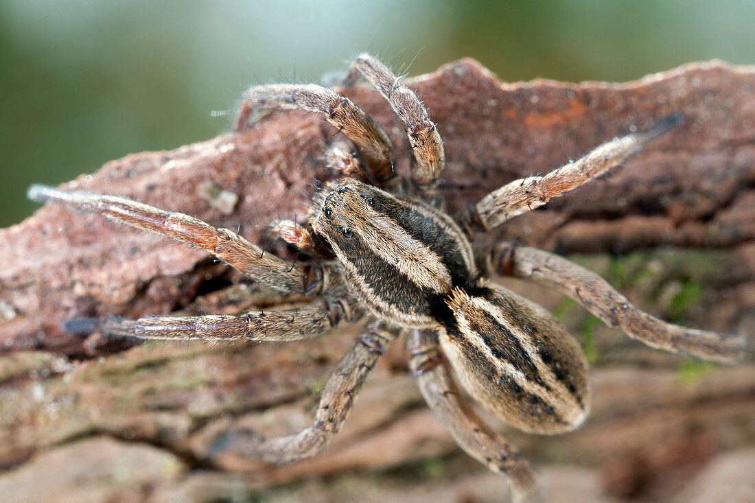 France, Araneae, Lycosidae, Wolf spider (Alopecosa sp)