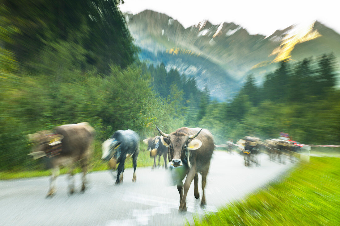 Kühe mit Kuhglocken laufen in der Herde auf bewaldeten Strassen in den Bergen. Deutschland, Bayern, Oberallgäu, Oberstdorf