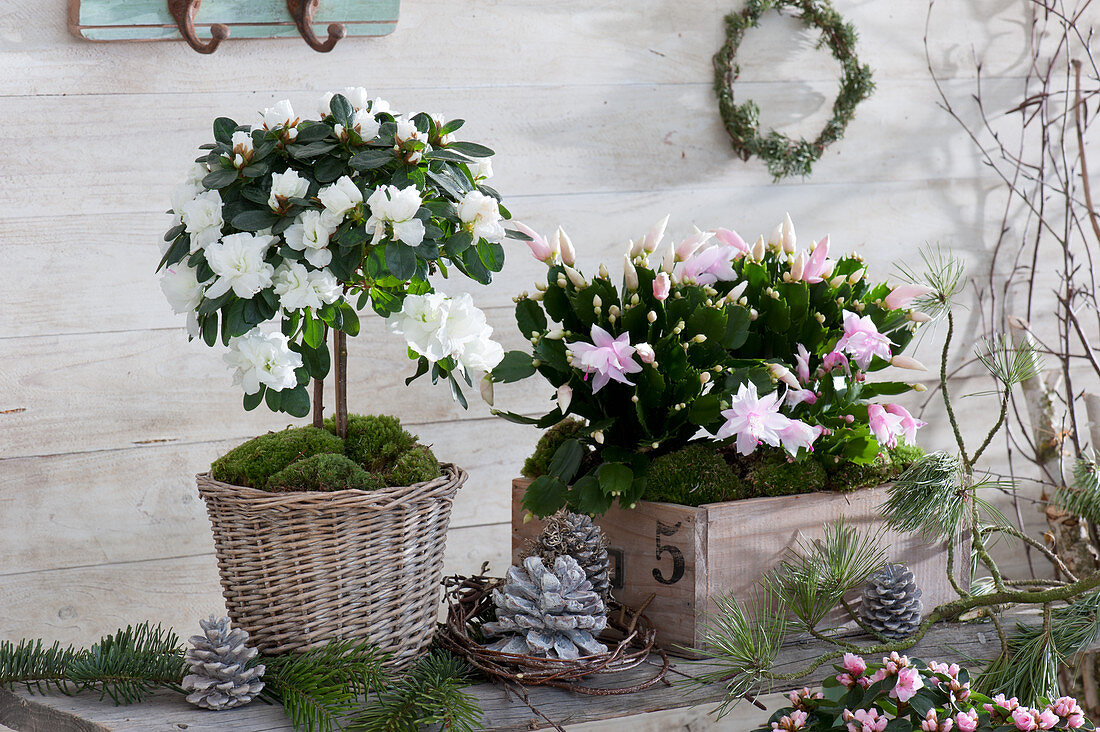 Indoor azalea and Christmas cactus 'Witte Eva' with moss, cones and branches of fir and pine