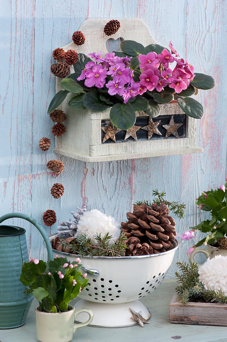 Christmas arrangement with African violets in a wall hanger, Christmas cactus in a cup, stars, cones, wool bobbles and twigs as decoration