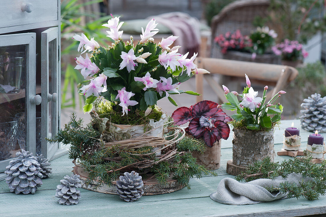 Christmas cactus 'Witte Eva' and rex begonia in pots with birch bark on wooden discs, wreath of juniper and grass, cones
