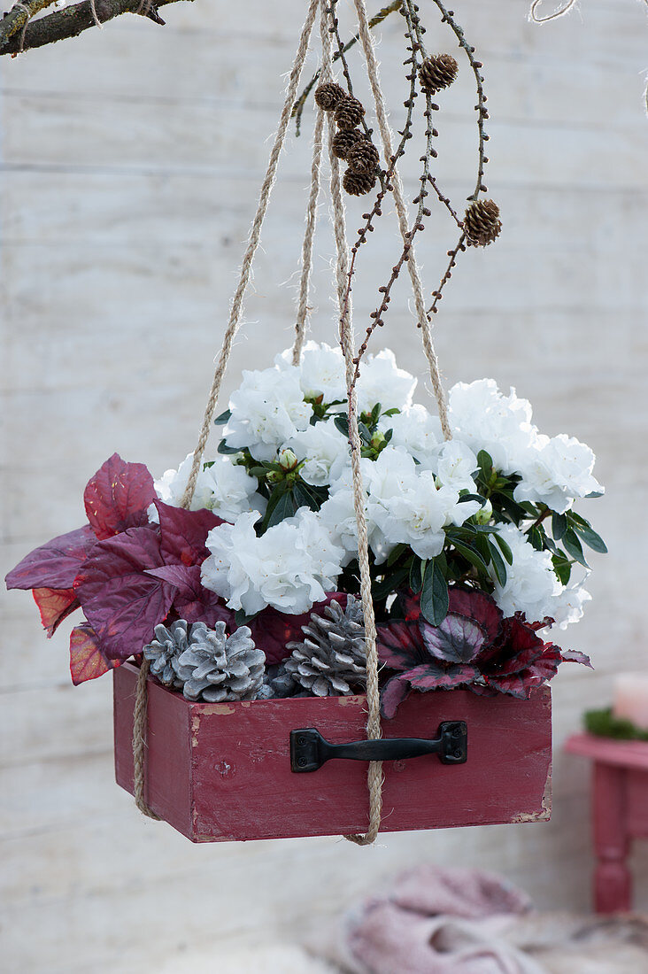 White Rhododendron simsii and red-leaved Rex begonias hung in an old drawer as a hanging flower basket, cones as decoration
