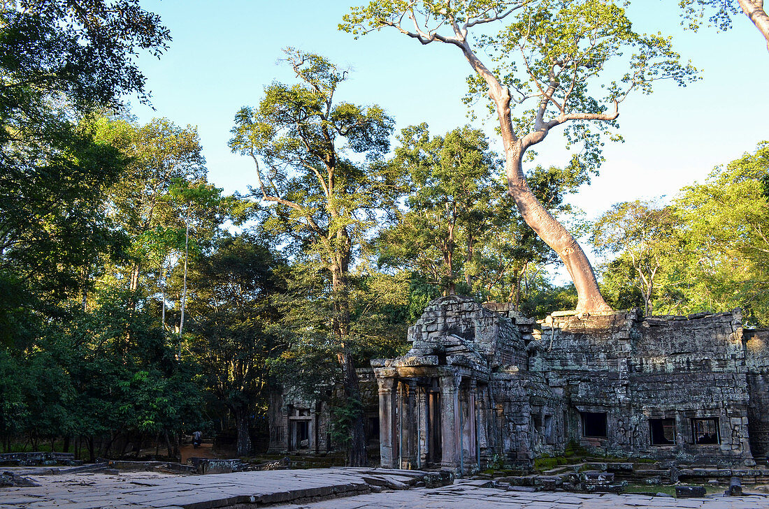 Ankor Wat, ein historischer Khmer-Tempel aus dem 12. Jahrhundert und UNESCO-Weltkulturerbe, Bögen und geschnitzter Stein mit großen Wurzeln breiten sich über das Mauerwerk