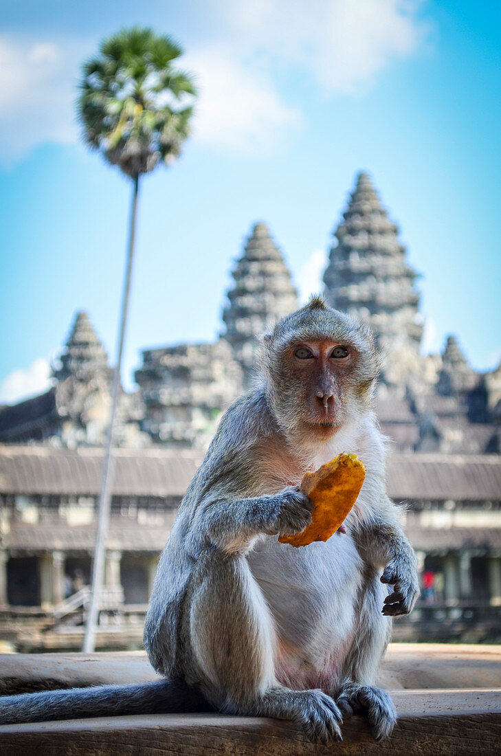 Ankor Wat, a 12th century historic Khmer temple and UNESCO world heritage site. Monkey sititng on a balustrade eating fruit.