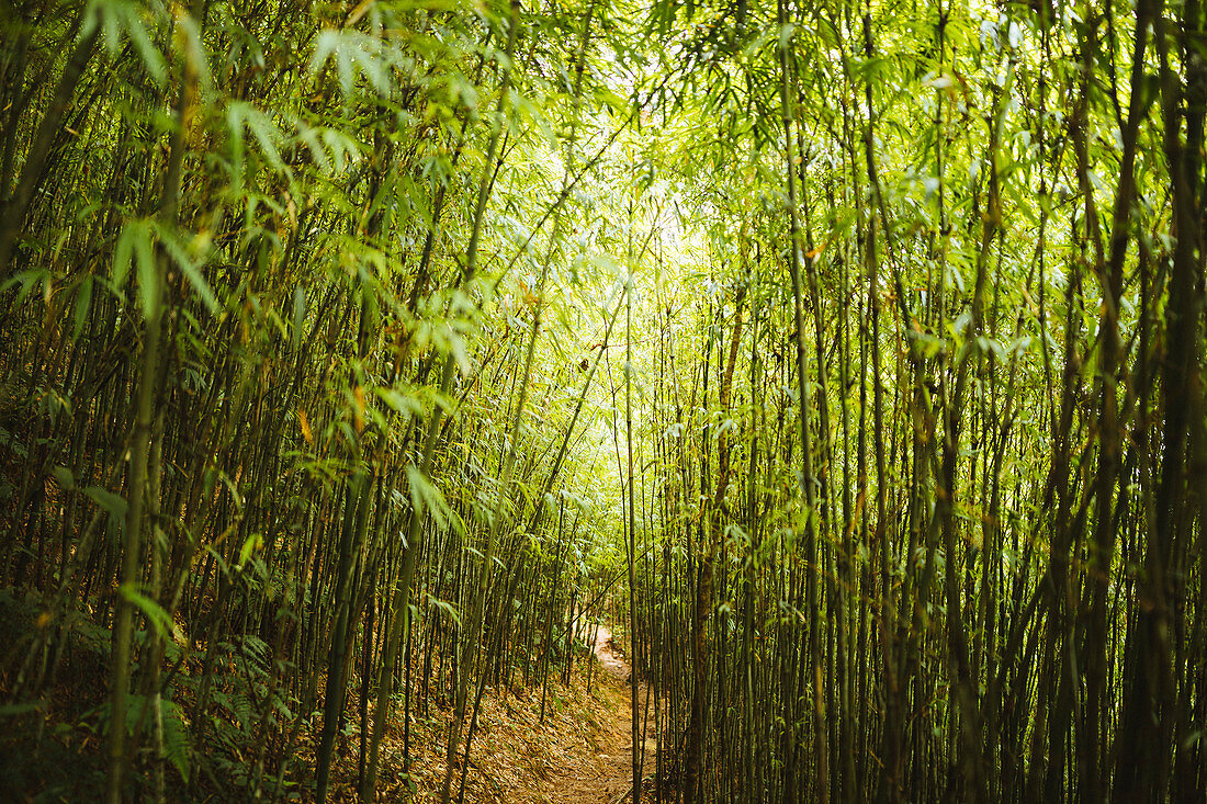 View along narrow footpath through dense bamboo forest.