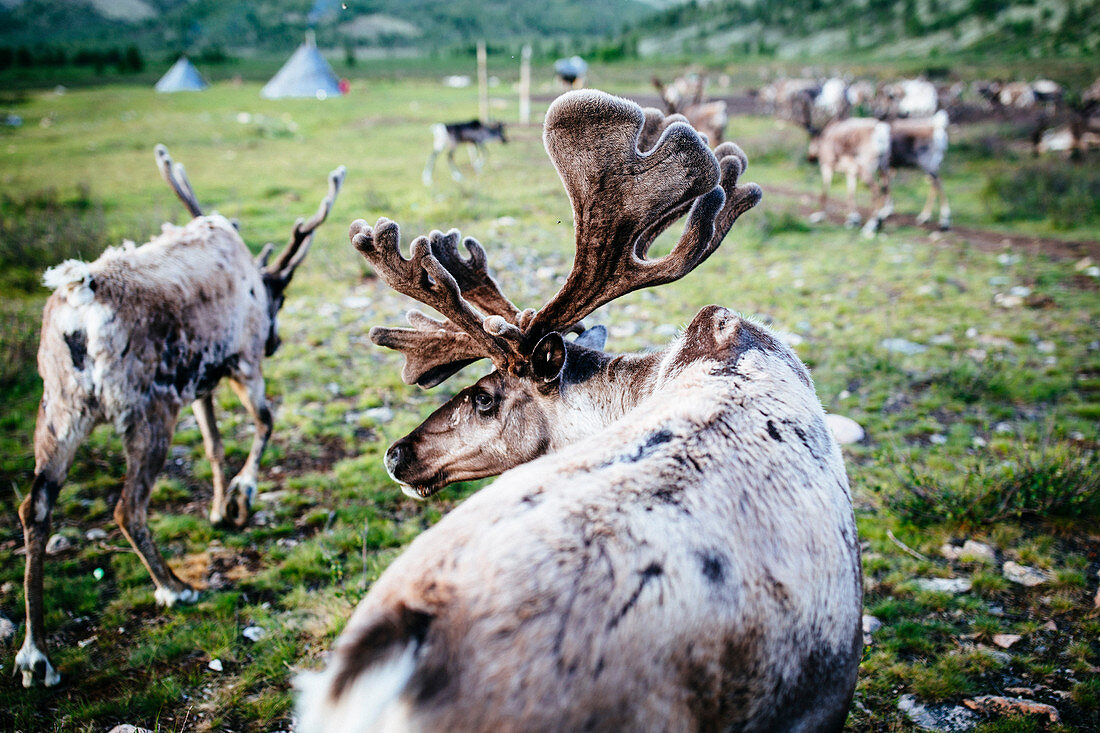 High angle close up of domesticated reindeer grazing near a small rural settlement.