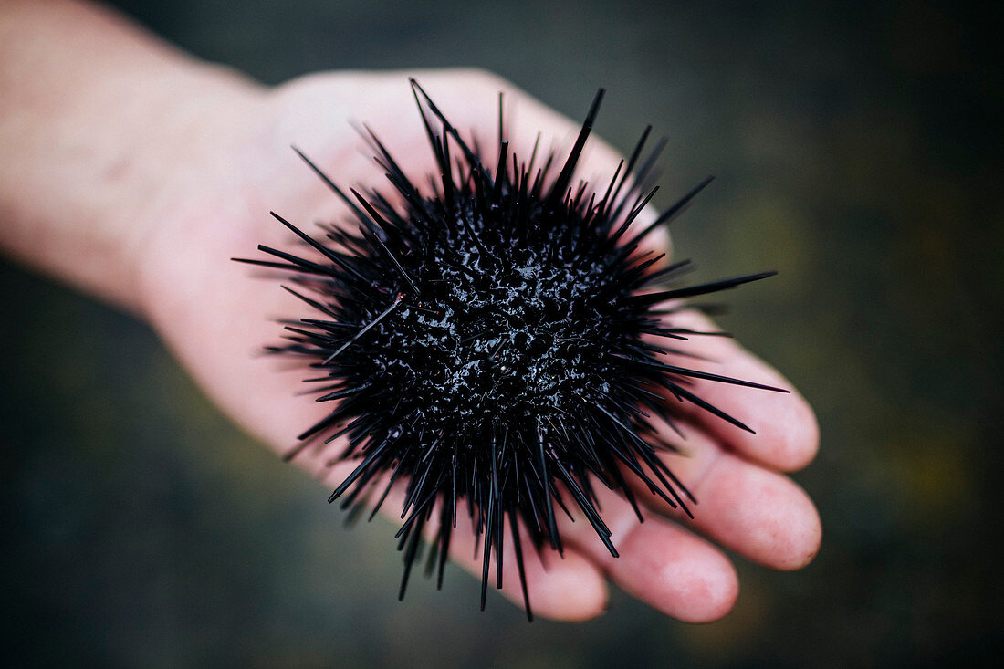 High angle close up of hand holding a fresh uni, sea urchin.