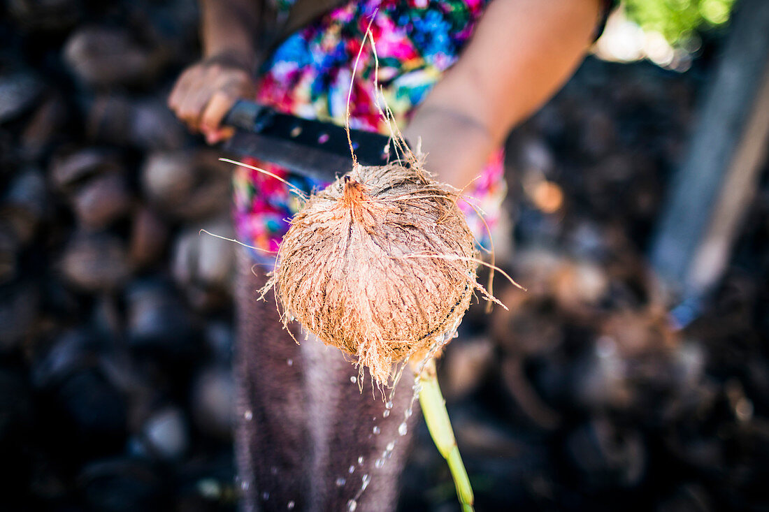 High angle close up of woman cutting open a young coconut to get to the fruit and water inside.