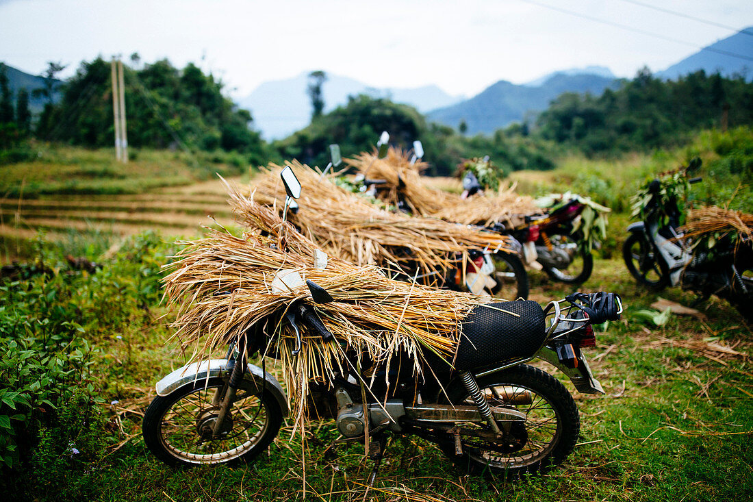 Mit Reishalmen beladene Motorräder in den nördlichen Bergen von Vietnam