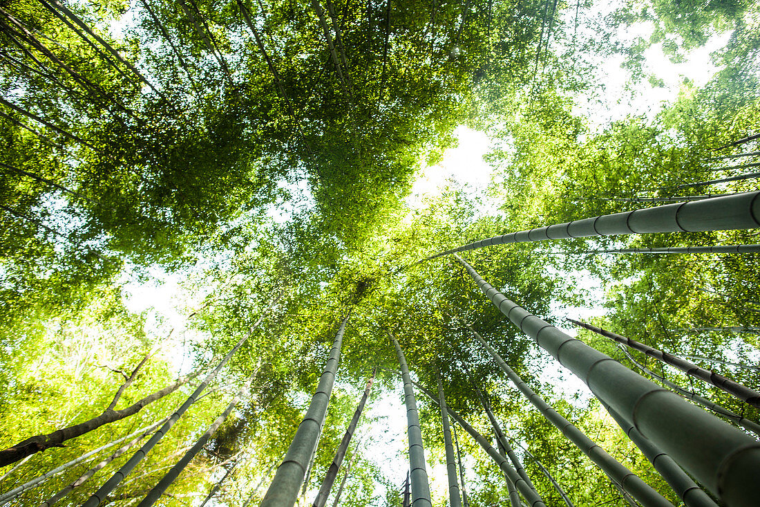 Low angle view of a bamboo forests with lush green canopy.