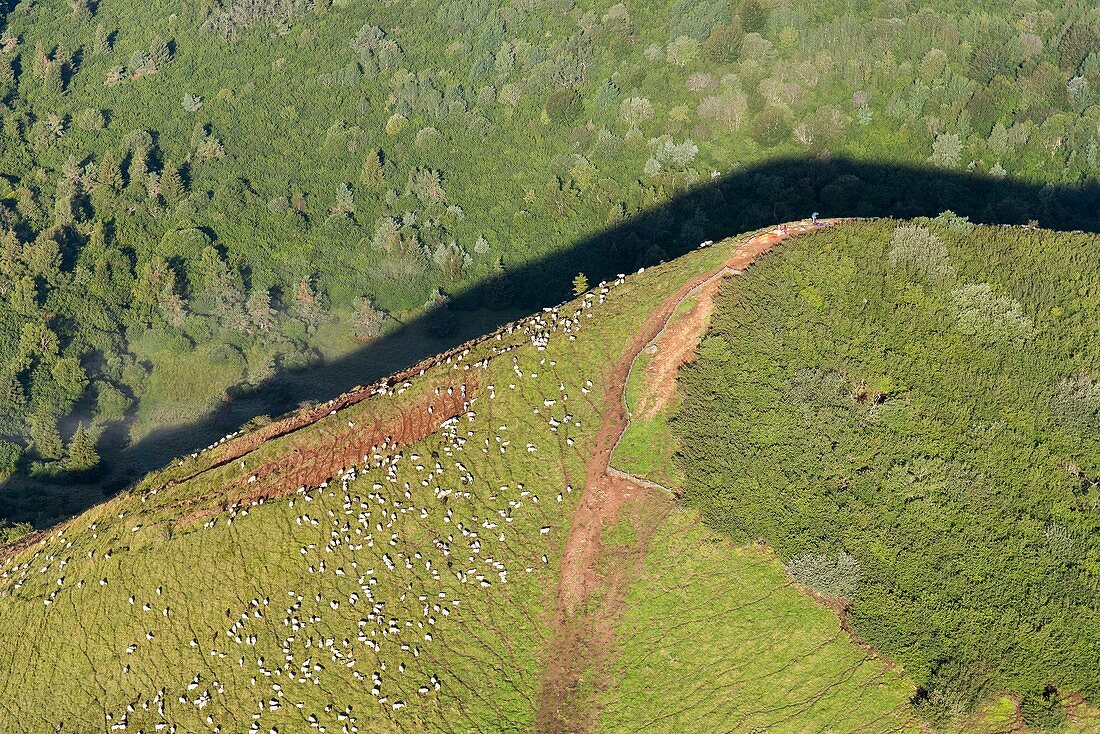 France, Puy de Dome, area listed as World Heritage by UNESCO, the Regional Natural Park of the Volcanoes of Auvergne, Chaine des Puys, Orcines, flock of sheep on the crater of Puy Pariou volcano (aerial view)