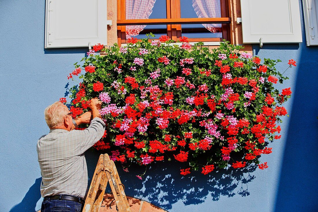 France, Bas Rhin, Wine Route, Itterswiller, man takes care of geraniums, windows with flowers