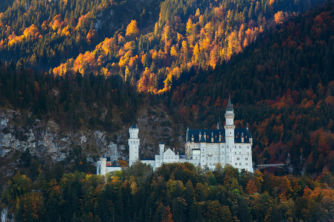 Autumn forest at Neuschwanstein Castle, Allgäu, Bavaria, Germany