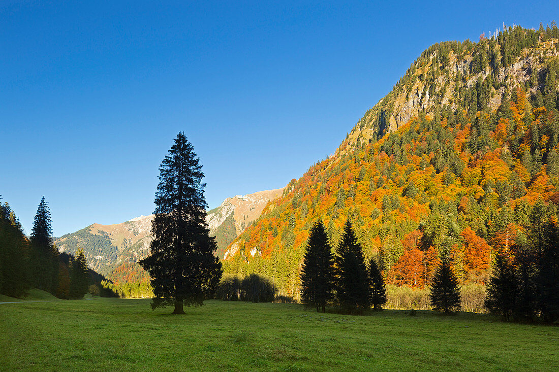 Autumn in the Hinterstein valley near Bad Hindelang, Allgäu, Bavaria, Germany