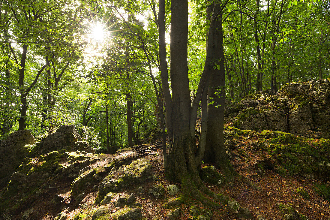 Celtic hill settlement on the Hochberg, near Mittelburg, Franconian Jura, Frankenalb, Franconia, Bavaria, Germany