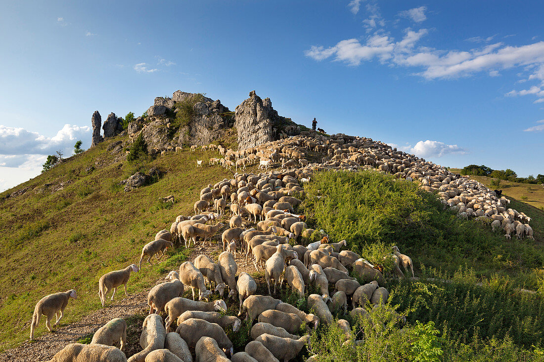 Shepherd with sheep in front of the Wiesenthauer Nadel on the rock plateau Walberla, near Forchheim, Franconian Switzerland, Franconia, Bavaria, Germany