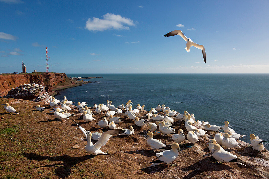 Brütende Basstölpel (Morus bassanus) auf den Lummenfelsen, Helgoland, Nordsee, Schleswig-Holstein, Deutschland