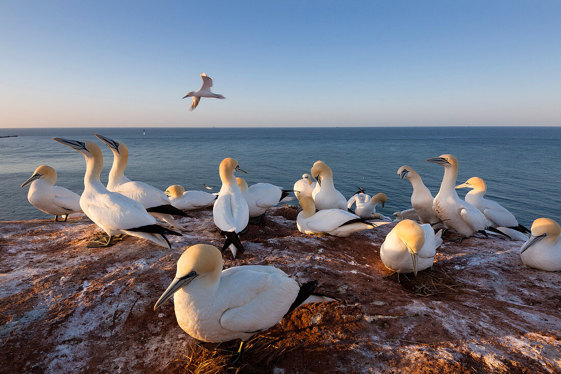 Brütende Basstölpel (Morus bassanus) auf den Lummenfelsen, Helgoland, Nordsee, Schleswig-Holstein, Deutschland