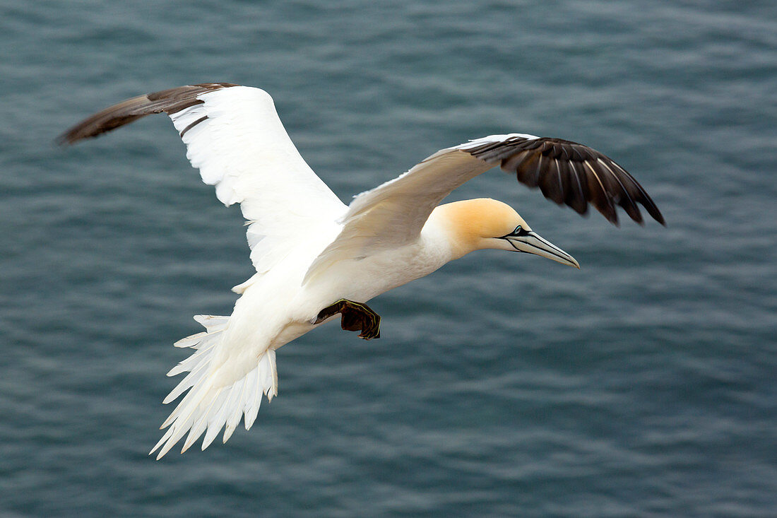 Northern Gannets (Morus bassanus), Helgoland, North Sea, Schleswig-Holstein, Germany