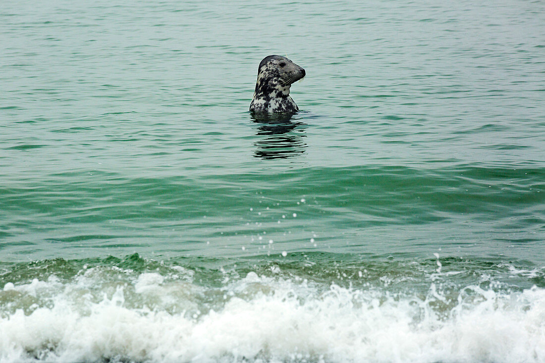 Gray seal (Halichoerus grypus), Helgoland, North Sea, Schleswig-Holstein, Germany