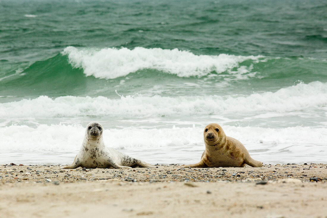 Gray seal (Halichoerus grypus), Helgoland, North Sea, Schleswig-Holstein, Germany