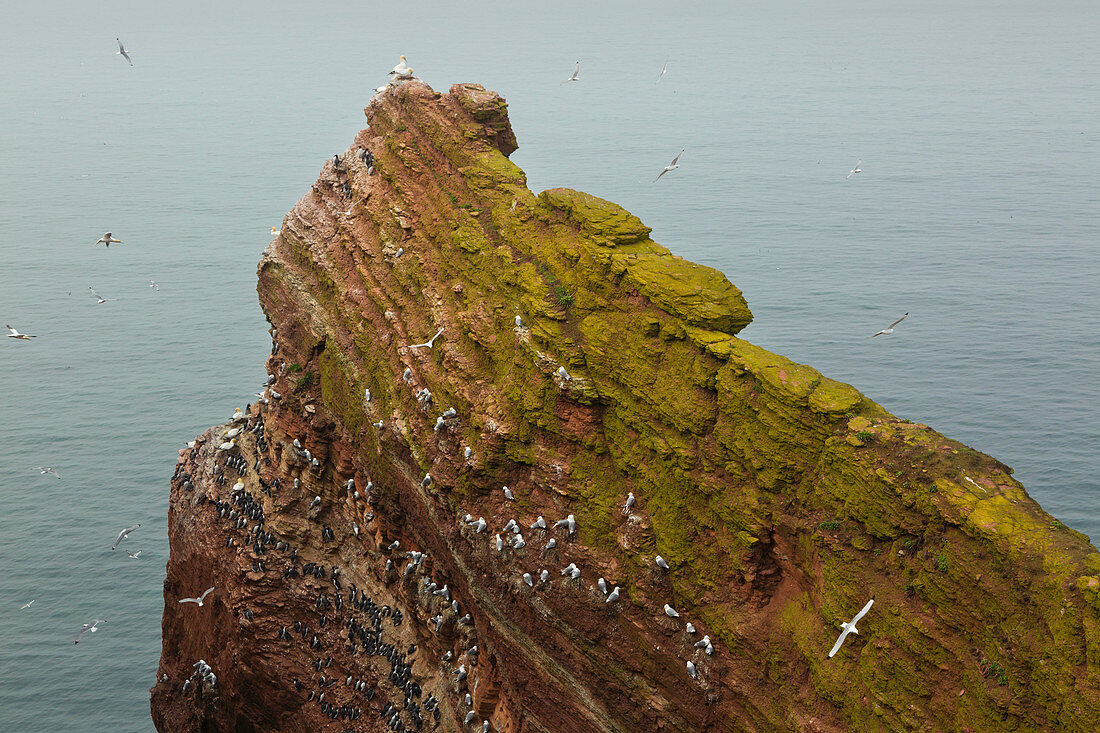 Brooding guillemot (Uria aalge) and kittiwakes (Rissa tridactyla) on the Lummenfelsen, Helgoland, North Sea, Schleswig-Holstein, Germany