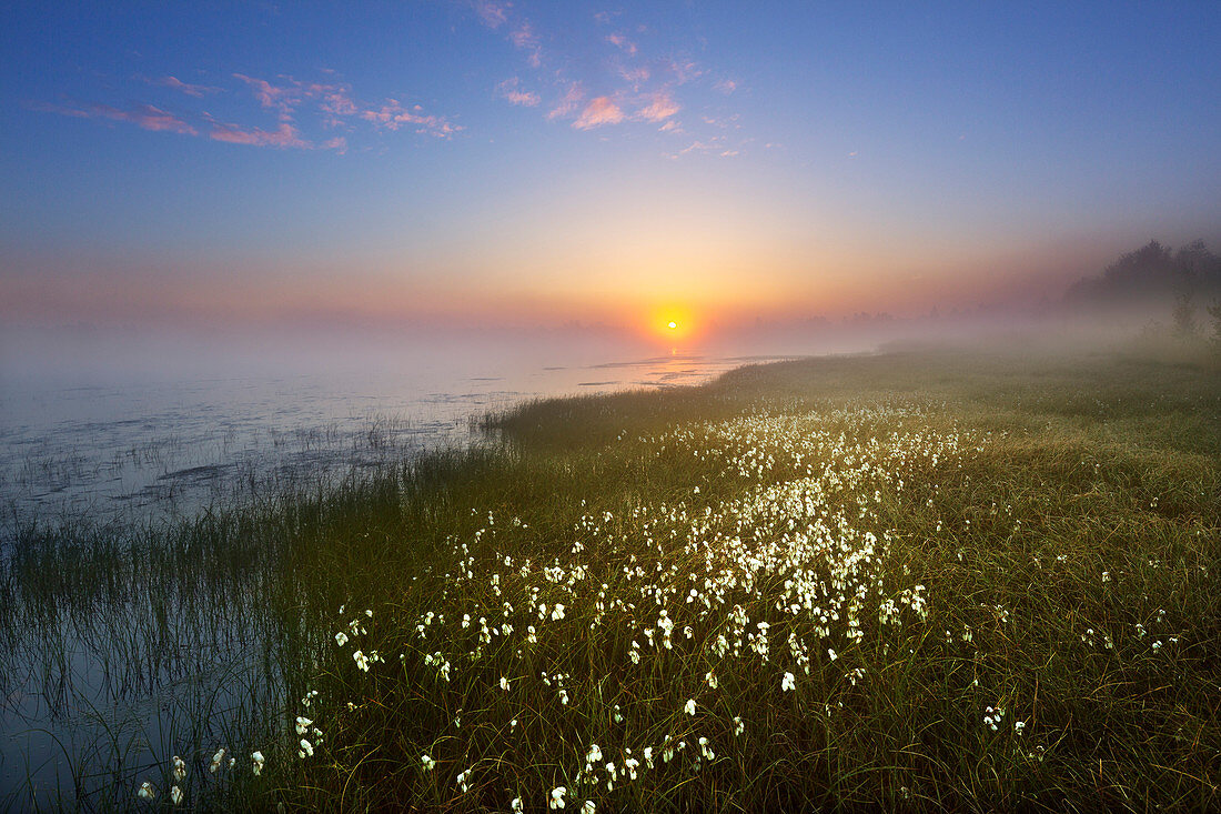 Wollgras im Moor, Emsland, Niedersachsen, Deutschland