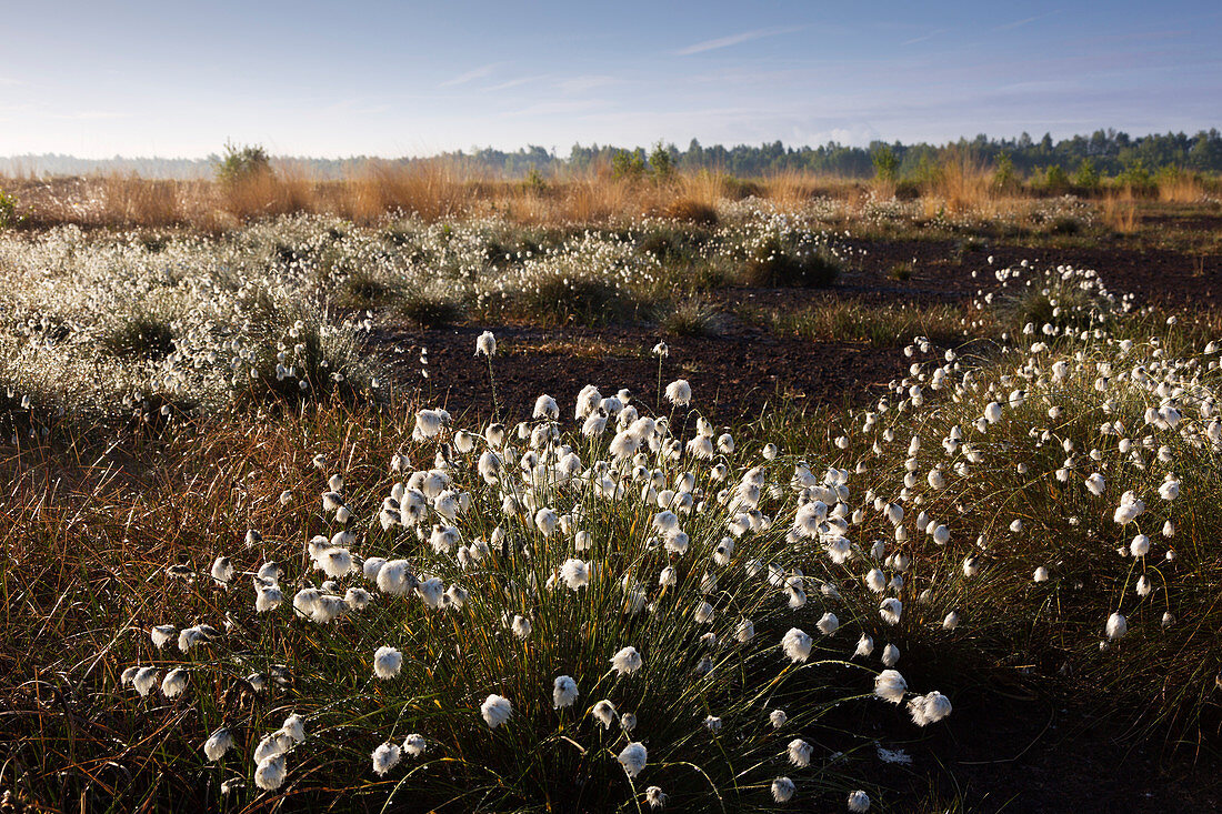 Cotton grass in the bog, Emsland, Lower Saxony, Germany