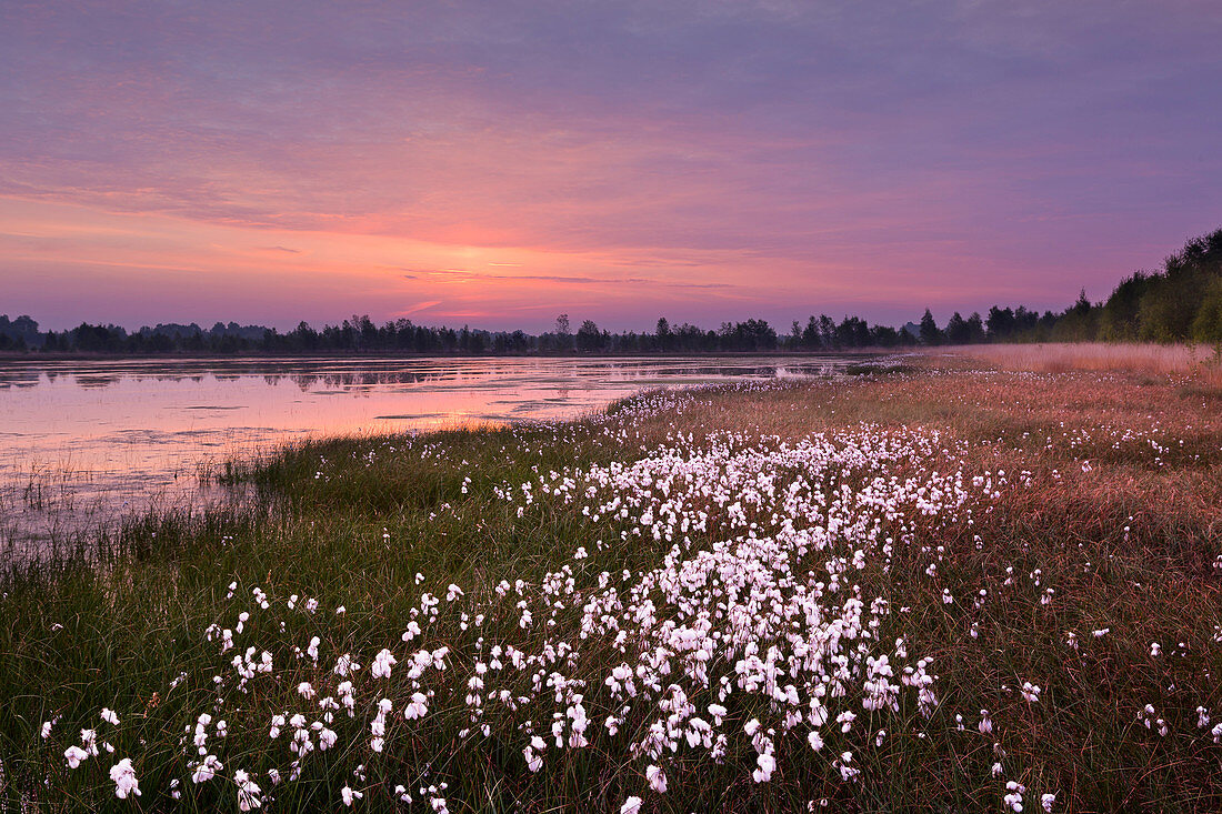 Cotton grass in the bog, Emsland, Lower Saxony, Germany