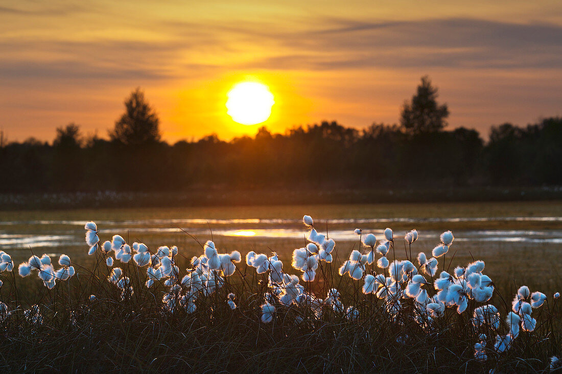 Cotton grass in the bog, Emsland, Lower Saxony, Germany