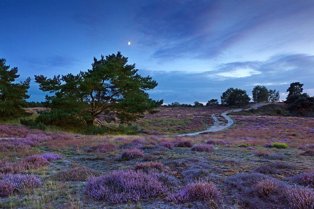 Kiefer und Mond, Heideblüte in der Westruper Heide, Münsterland, Nordrhein-Westfalen, Deutschland