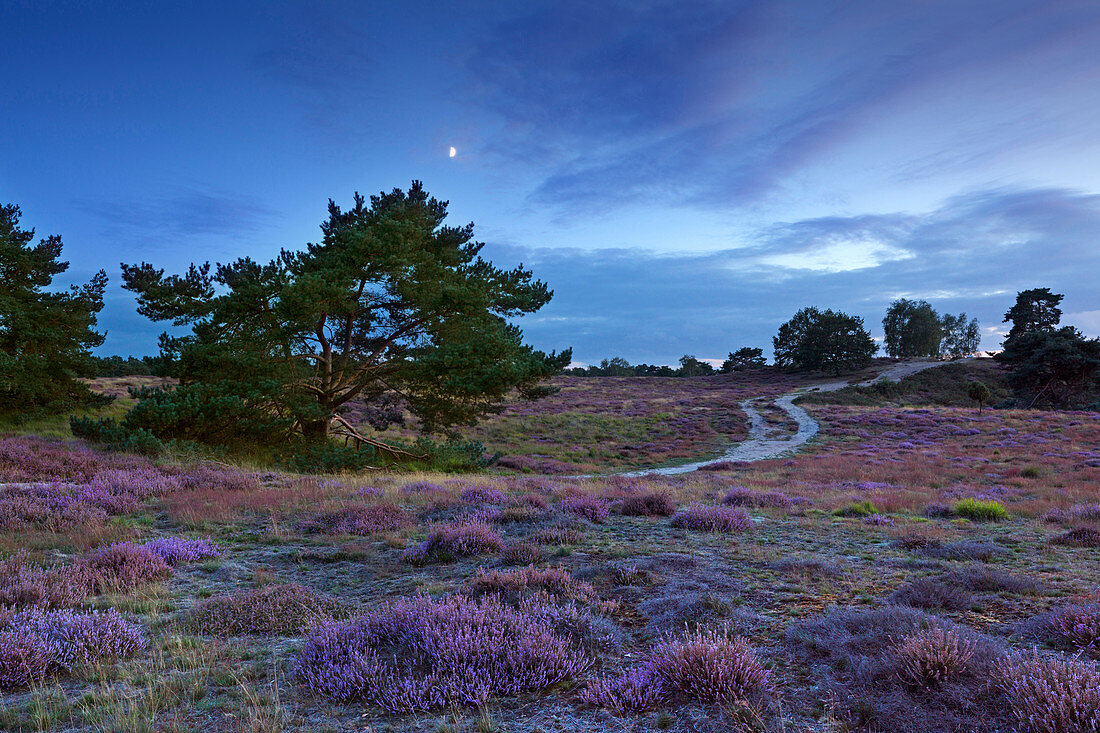Pine and moon, heather in the Westruper Heide, Münsterland, North Rhine-Westphalia, Germany