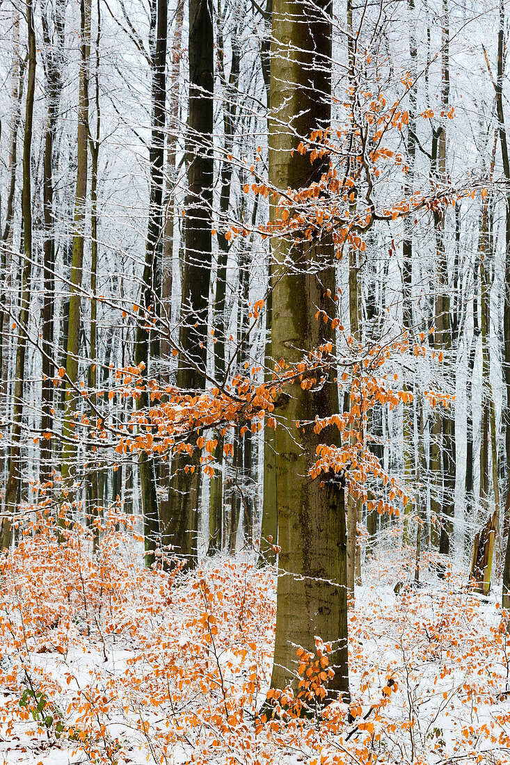 Buchen in einem Wald im Münsterland, Nordrhein-Westfalen, Deutschland