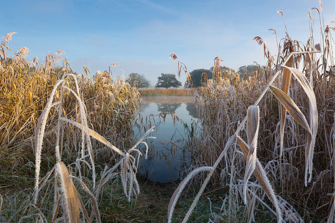 Raureif, Altarm der Oder, Oderbruch, Brandenburg, Deutschland