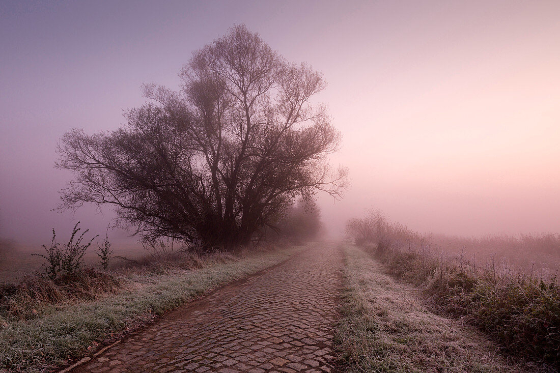 Kopfsteinpflaster, Weide an einem Weg im Nebel, Oderbruch, Brandenburg, Deutschland