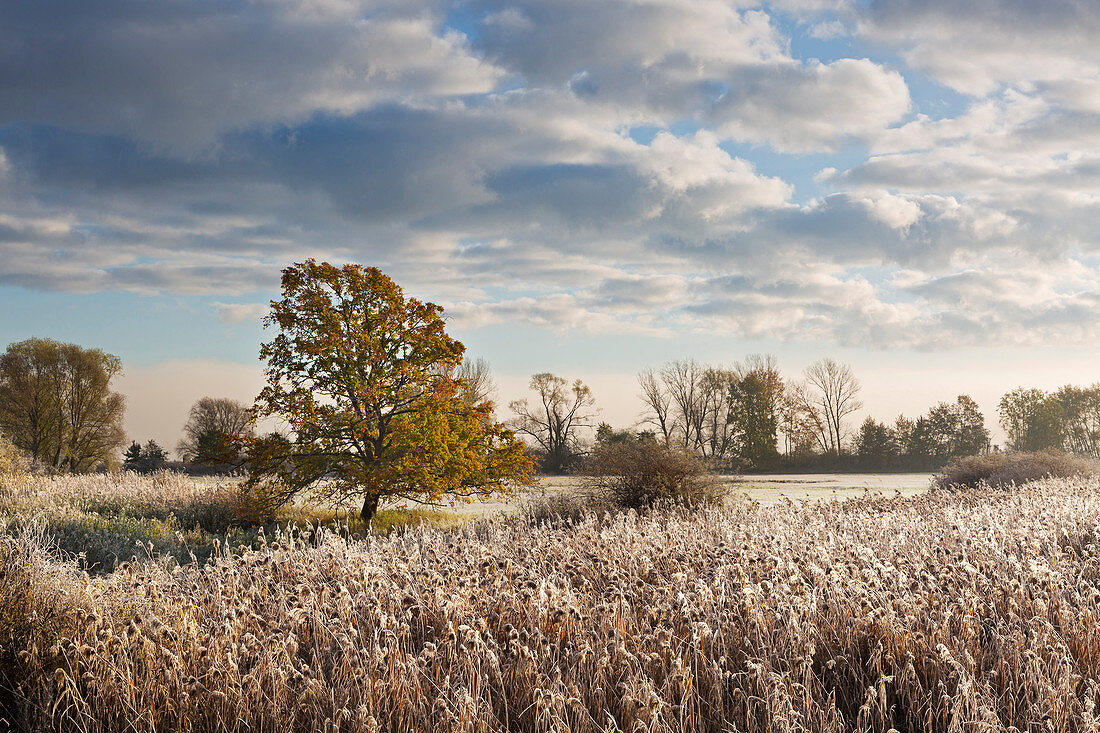 Hoar frost, oak and reeds, Oderbruch, Brandenburg, Germany