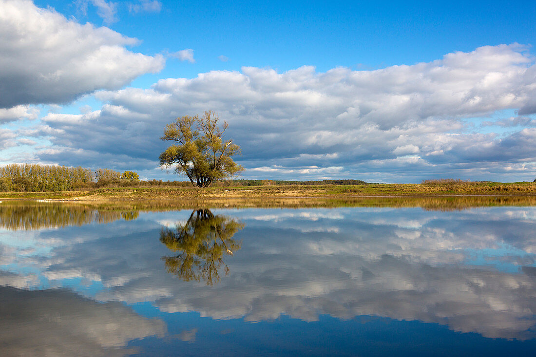 Pasture on an old arm of the Oder, Oderbruch, Brandenburg, Germany