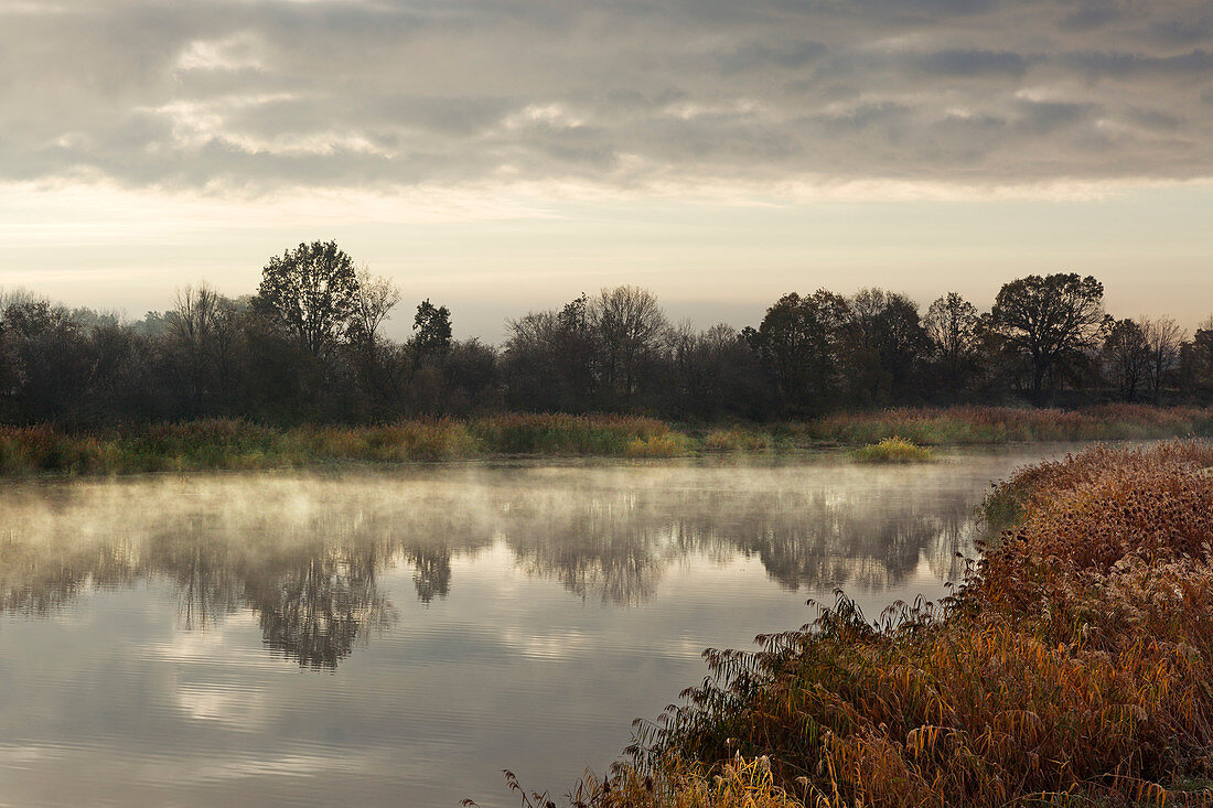 Altarm der Oder, Oderbruch, Brandenburg, Deutschland