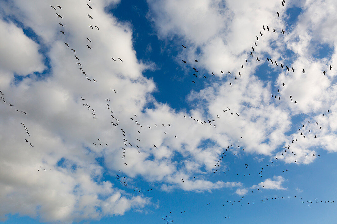 Cranes, Oderbruch, Brandenburg, Germany