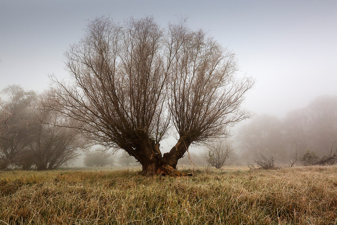 Old willow tree in the fog, Oderbruch, Brandenburg, Germany