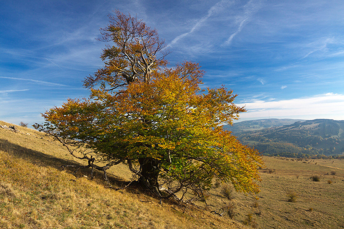 Alte Buche bei Bischofsheim, Rhön, Bayern, Deutschland