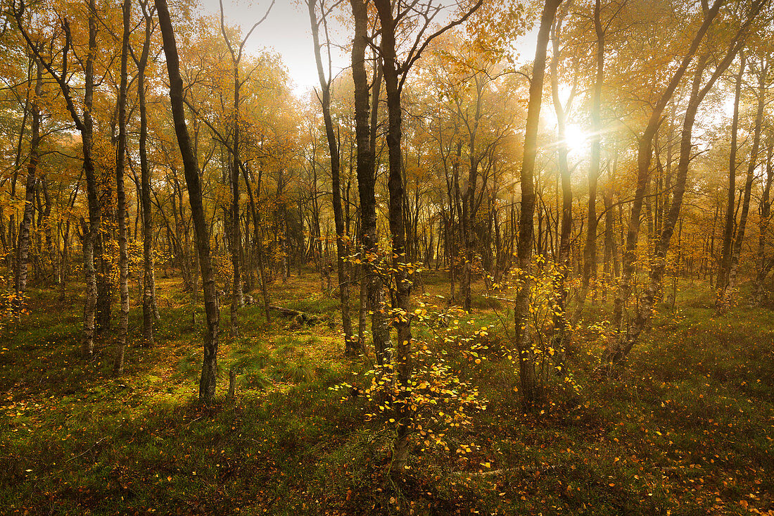 Birch trees on the hiking trail through the Rote Moor, Rhoen, Hesse, Germany