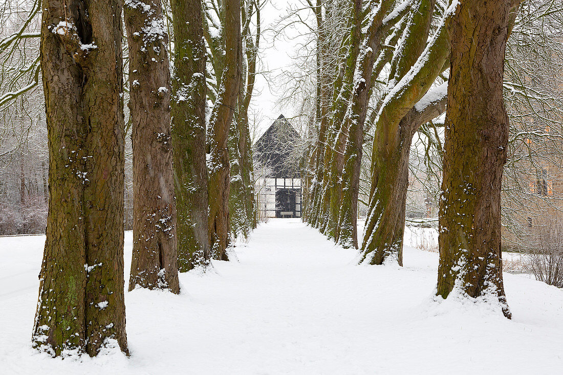 Kastanienallee im Winter am Wasserschloss Haus Kemnade, bei Hattingen, Ruhrgebiet, Nordrhein-Westfalen, Deutschland